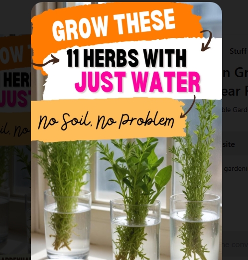 11 Herbs You Can Grow With Just Water All Year Round
